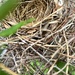 No eggs yet-cardinal nest by pennyrae