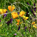 Indomitable California Poppy by ososki