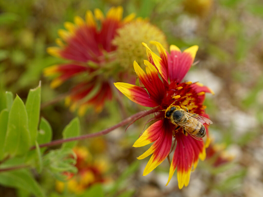 Bee on Indian Blanket by eudora