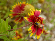 8th May 2023 - Bee on Indian Blanket