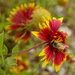 Bee on Indian Blanket by eudora