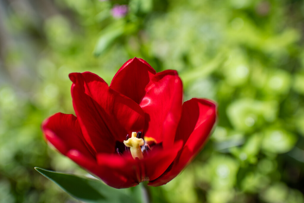 Tulip by kwind