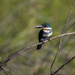 Green Kingfisher by nicoleweg