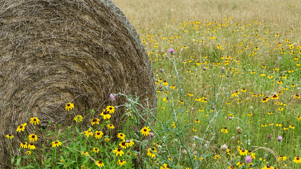 Texas wildflowers by eudora