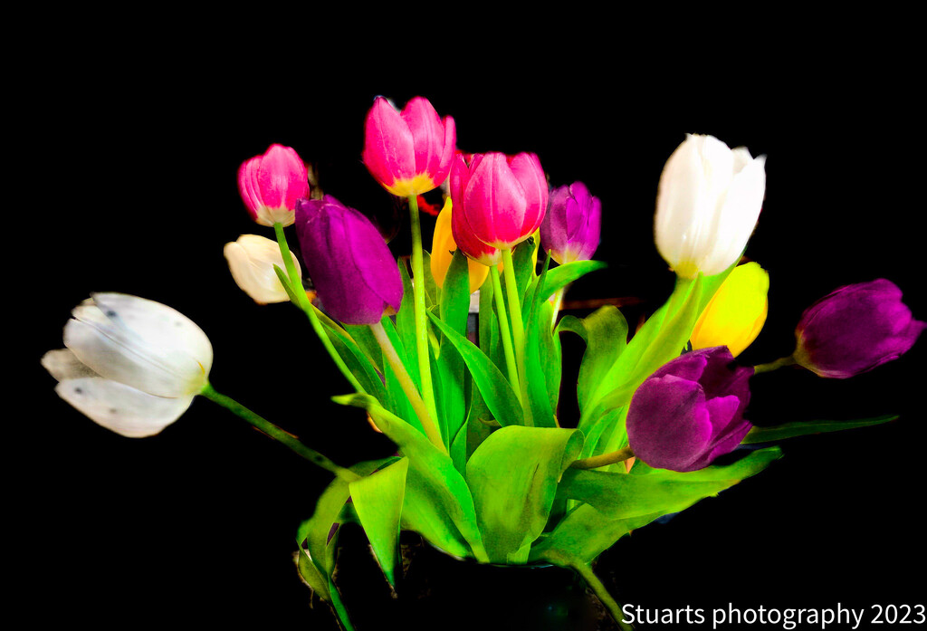 Tulips by stuart46