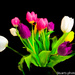 Tulips by stuart46