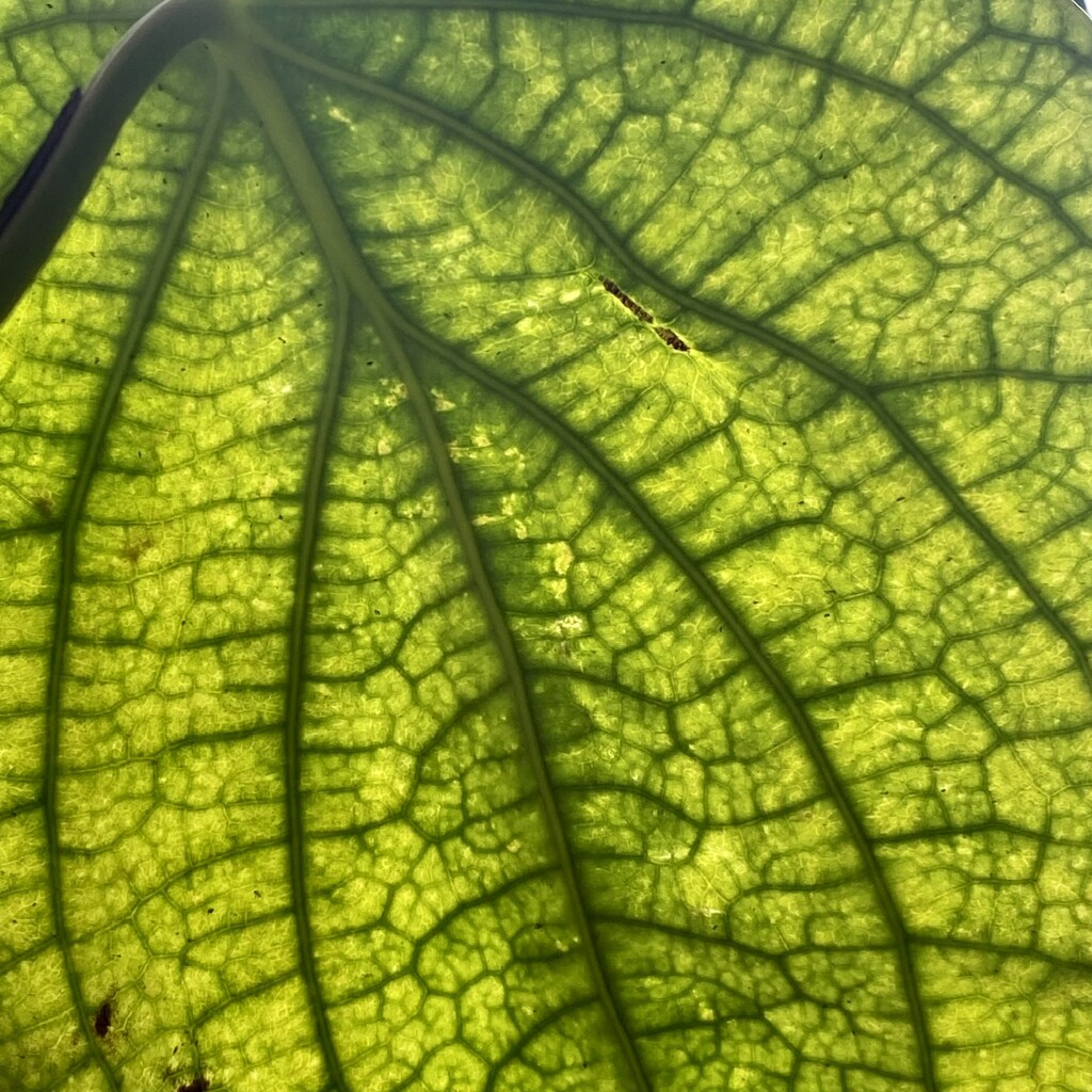 Leaf by upandrunning