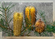 10th May 2023 - Banksia spinulosa