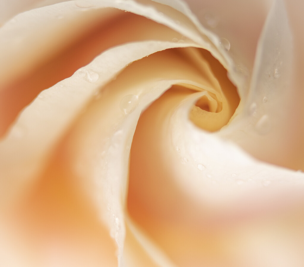 Rose Curves by 365projectclmutlow