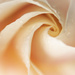 Rose Curves by 365projectclmutlow