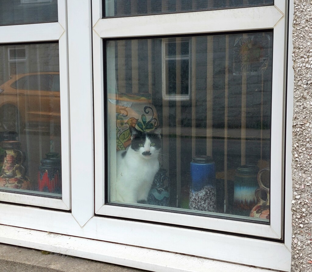 This morning's window kitty by samcat