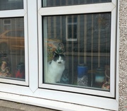 10th May 2023 - This morning's window kitty