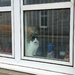 This morning's window kitty by samcat