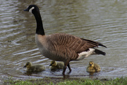 9th May 2023 - First Goslings 2023