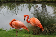 28th Apr 2023 - Flamingos