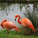 Flamingos by jeff