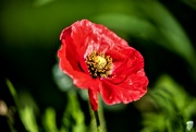 10th May 2023 - First Poppy