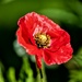 First Poppy by carole_sandford