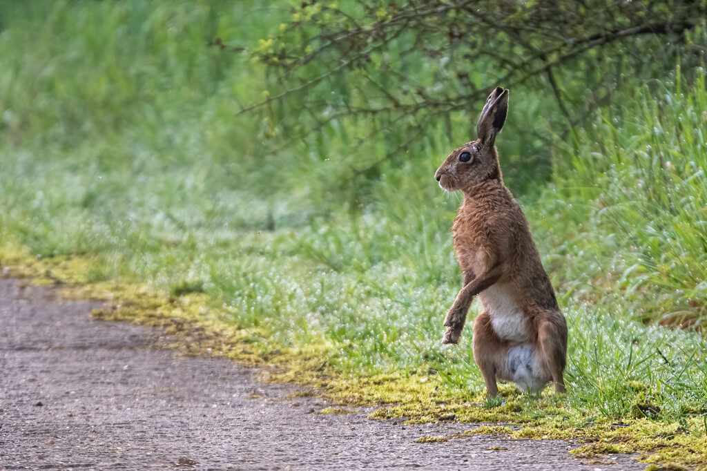 Making the hare stand on end by stevejacob