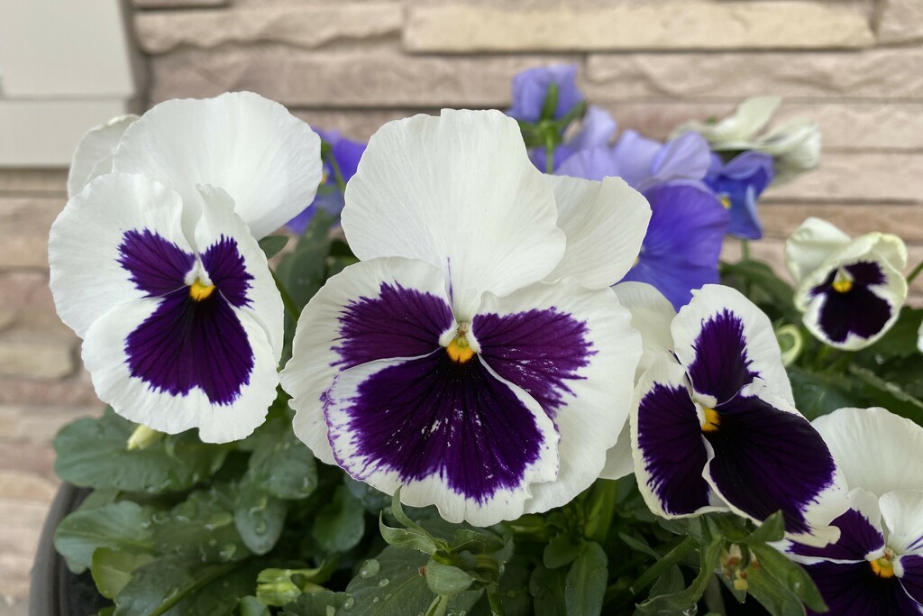 Pansies on the front porch by tunia
