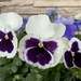 Pansies on the front porch by tunia