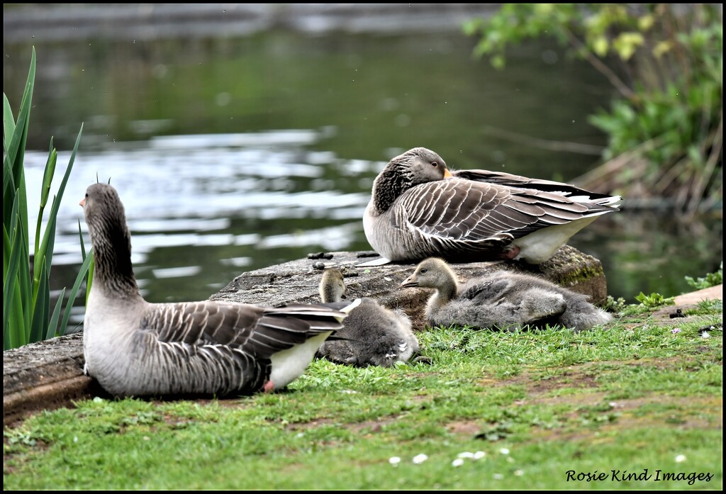 The goose family by rosiekind