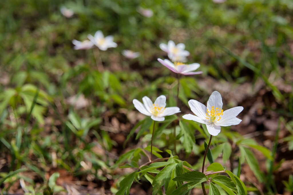 Wood anemone by okvalle