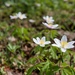 Wood anemone by okvalle