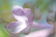 10th May 2023 - freelensing lilacs