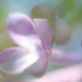 freelensing lilacs by jackies365