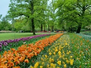 10th May 2023 - Keukenhof tulip gardens