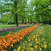 Keukenhof tulip gardens by busylady