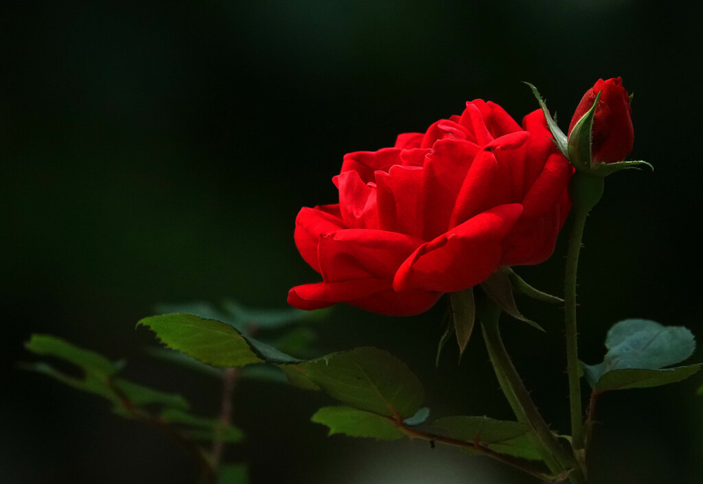 Happy 20th Birthday Pretty Rose by milaniet