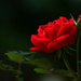 Happy 20th Birthday Pretty Rose by milaniet