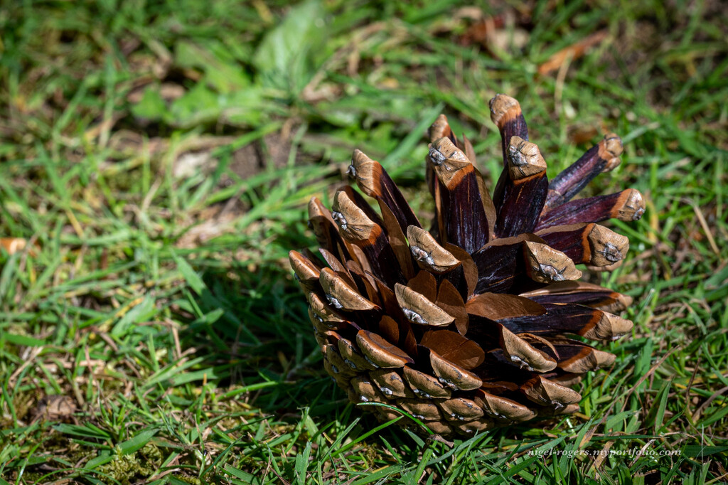 A simple pine cone at rest by nigelrogers