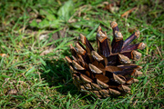 10th May 2023 - A simple pine cone at rest