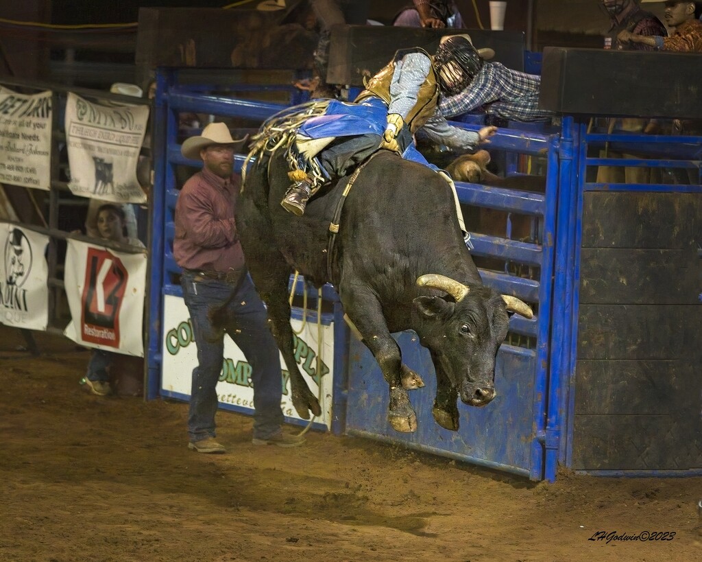 LHG_2569Bull rider with bull off all fours by rontu