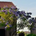 Purple Flowrs on Tree  by sandlily