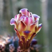 9th May 2023 - Organ Pipe cactus flower
