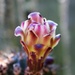 Organ Pipe cactus flower by sandlily