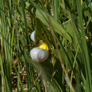 10th May 2023 - small white lady's-slipper orchid