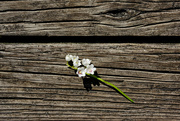 10th May 2023 - lilies on the bridge