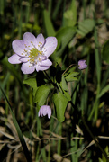 10th May 2023 - rue anemone