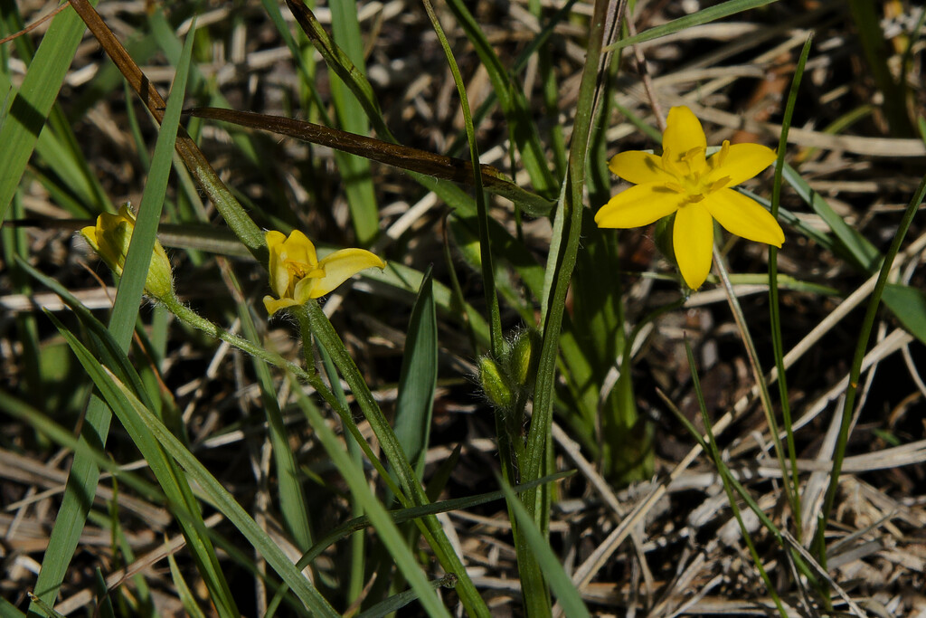 yellow star grass by rminer
