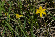 10th May 2023 - yellow star grass