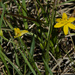 yellow star grass by rminer