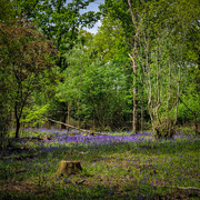 10th May 2023 - Bluebells in the woods