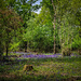 Bluebells in the woods by andyharrisonphotos
