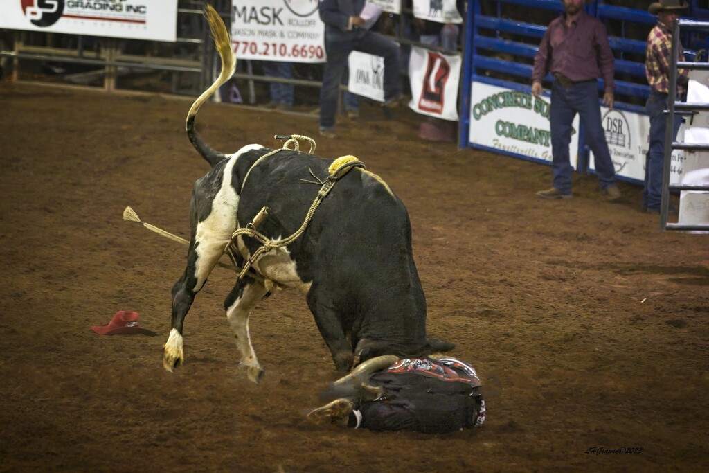 LHG_2476Bull fighter down in the dirt by rontu