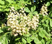 10th May 2023 - Horse Chestnut Flowers